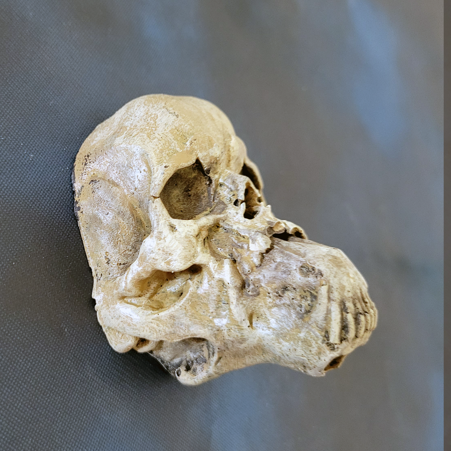 Werewolf Skull - Transformed: 3D Sculpted Magnet