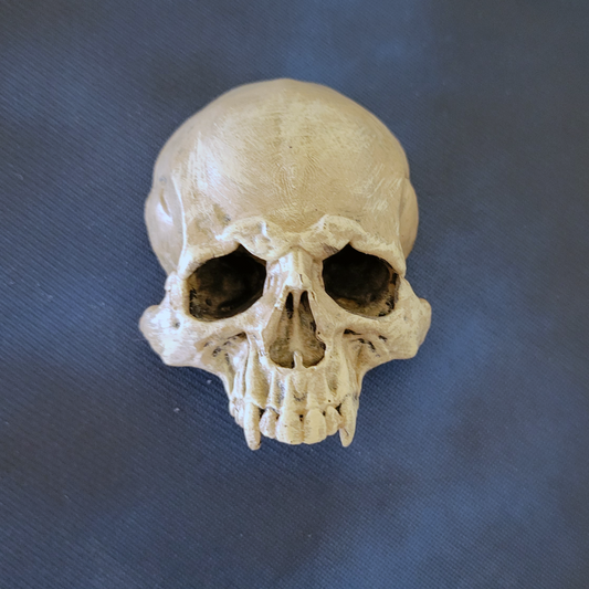 Vampire Skull: 3D Sculpted Magnet